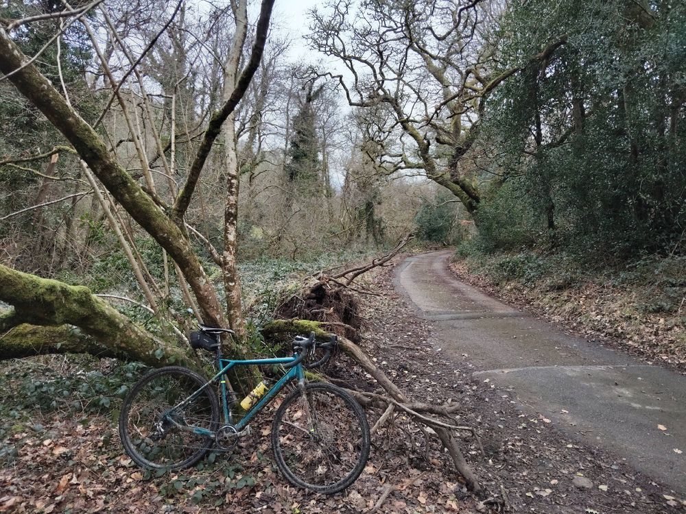 A bike leaning against an upturned tree in a forest 