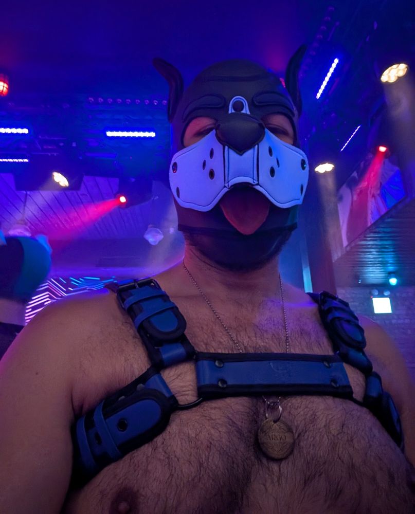 Selfie of me in my harness and pup hood sticking my tongue out on the dance floor. 