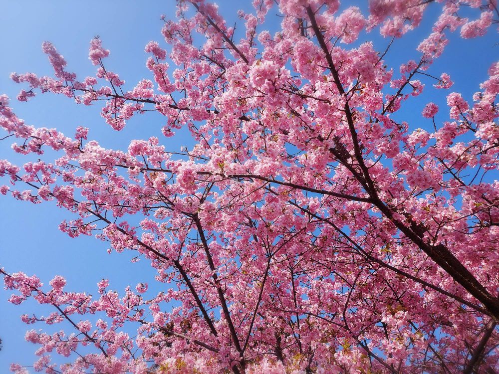 河津桜