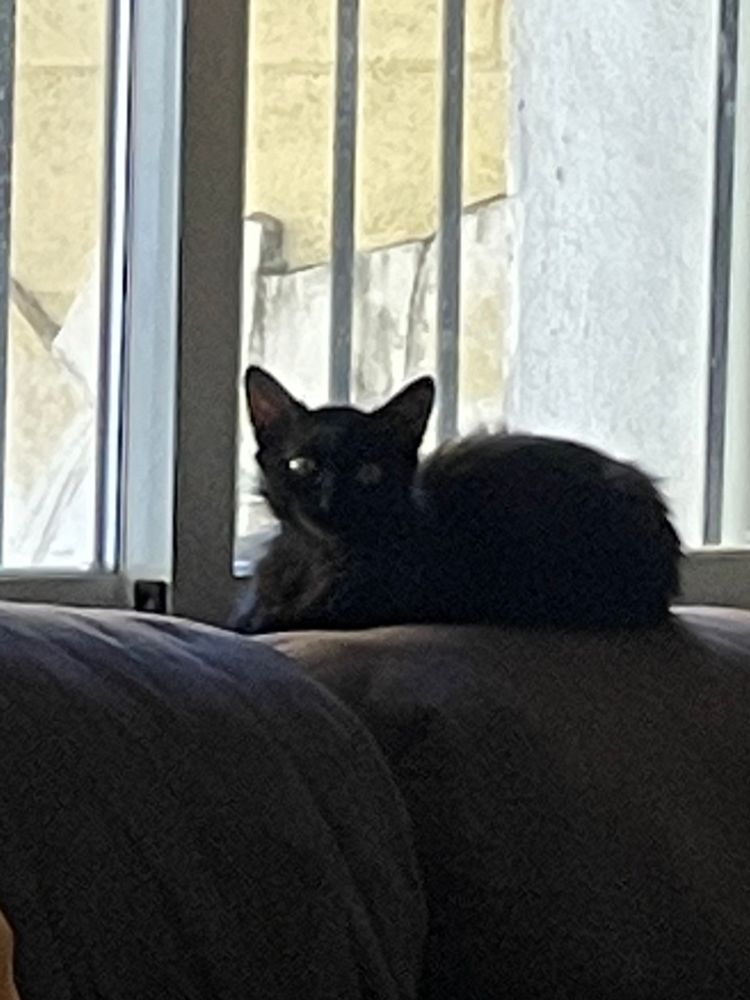 Foto desde lejos de un gatito negro en lo alto del respaldo de un sofá con la ventana de fondo.