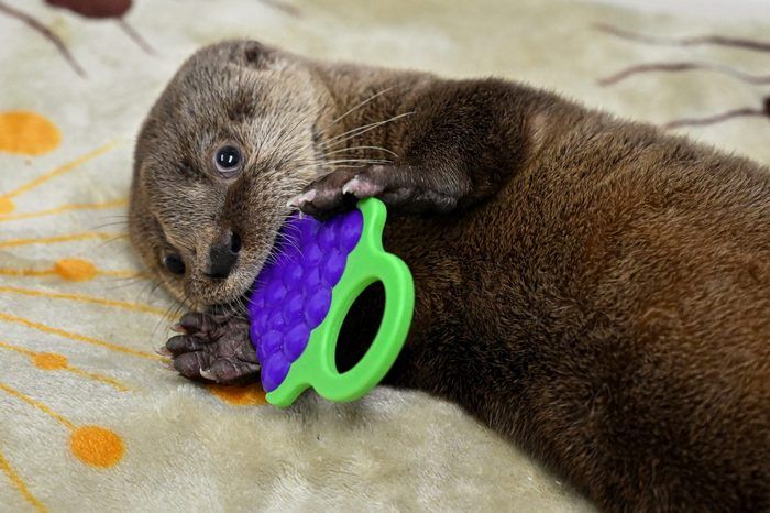 A cute otter image #310