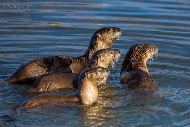 A cute otter image #300