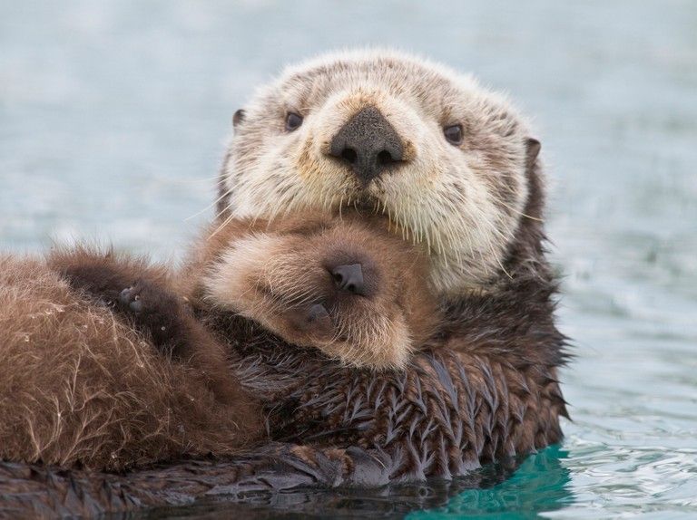 A cute otter image #309
