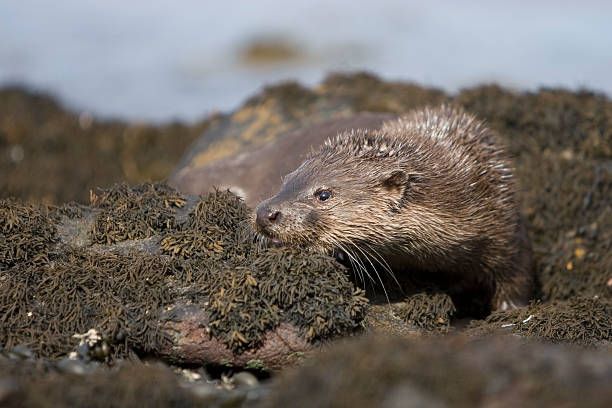 A cute otter image #291