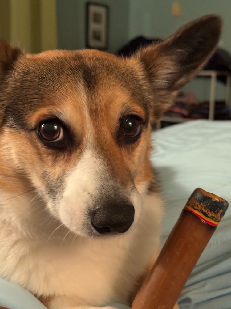 Tricolor Pembroke Corg with her favorite chew toy