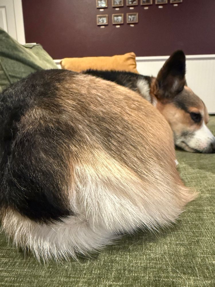 Tricolor Pembroke Corgi on green couch, close up of buns with her snoot in the background