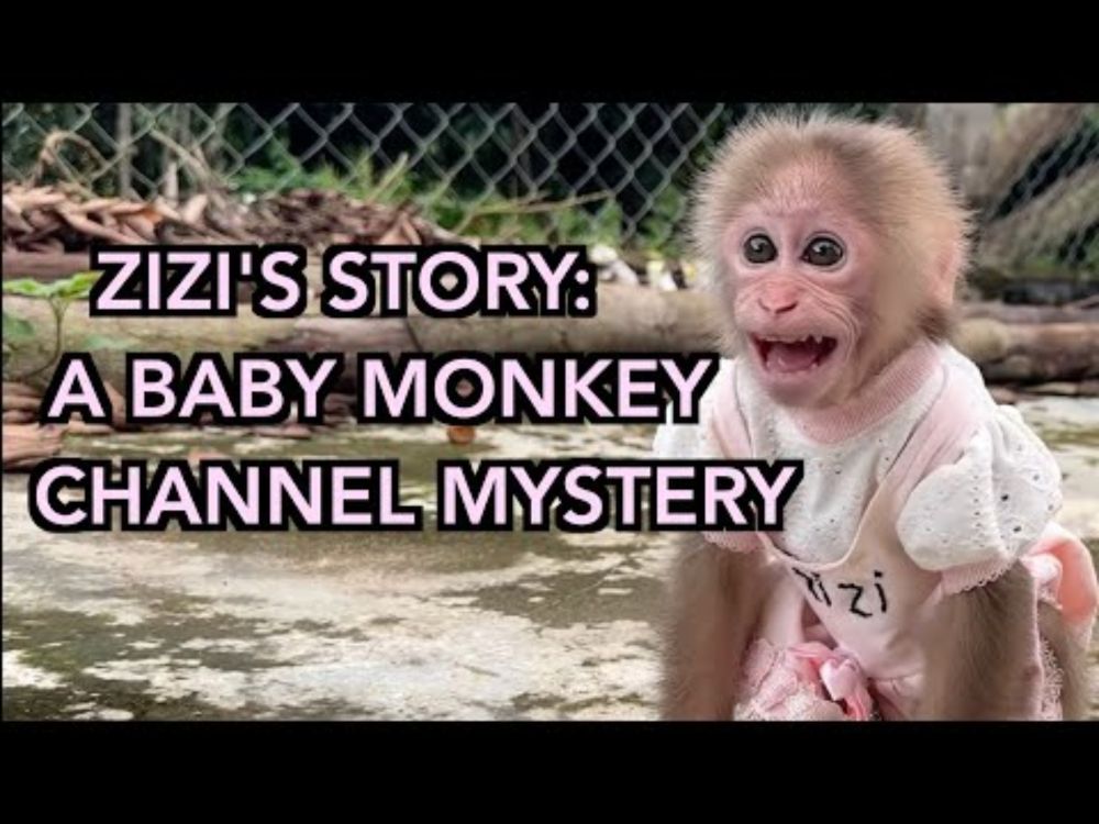 ZIZI'S STORY: A MONKEY BABY CHANNEL MYSTERY