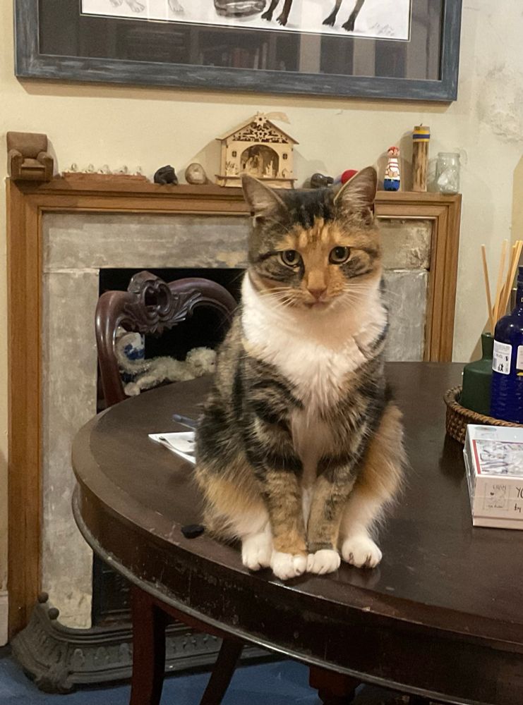 A small cat sits staring unblinkingly into the camera. Nothing good can come from this.