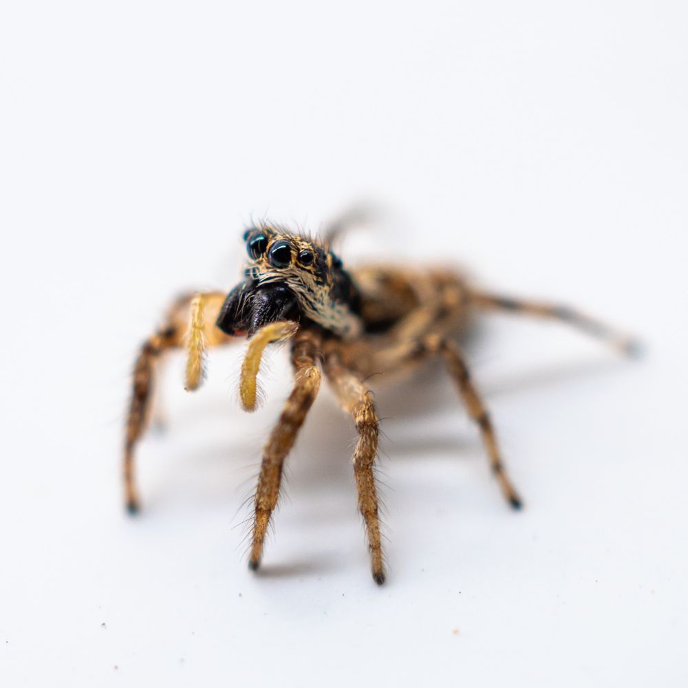 Eine kleine Springspinne schaut nach links aus dem Bild raus. Der Kopf ist angehoben. Der Hintergrund komplett weiß.