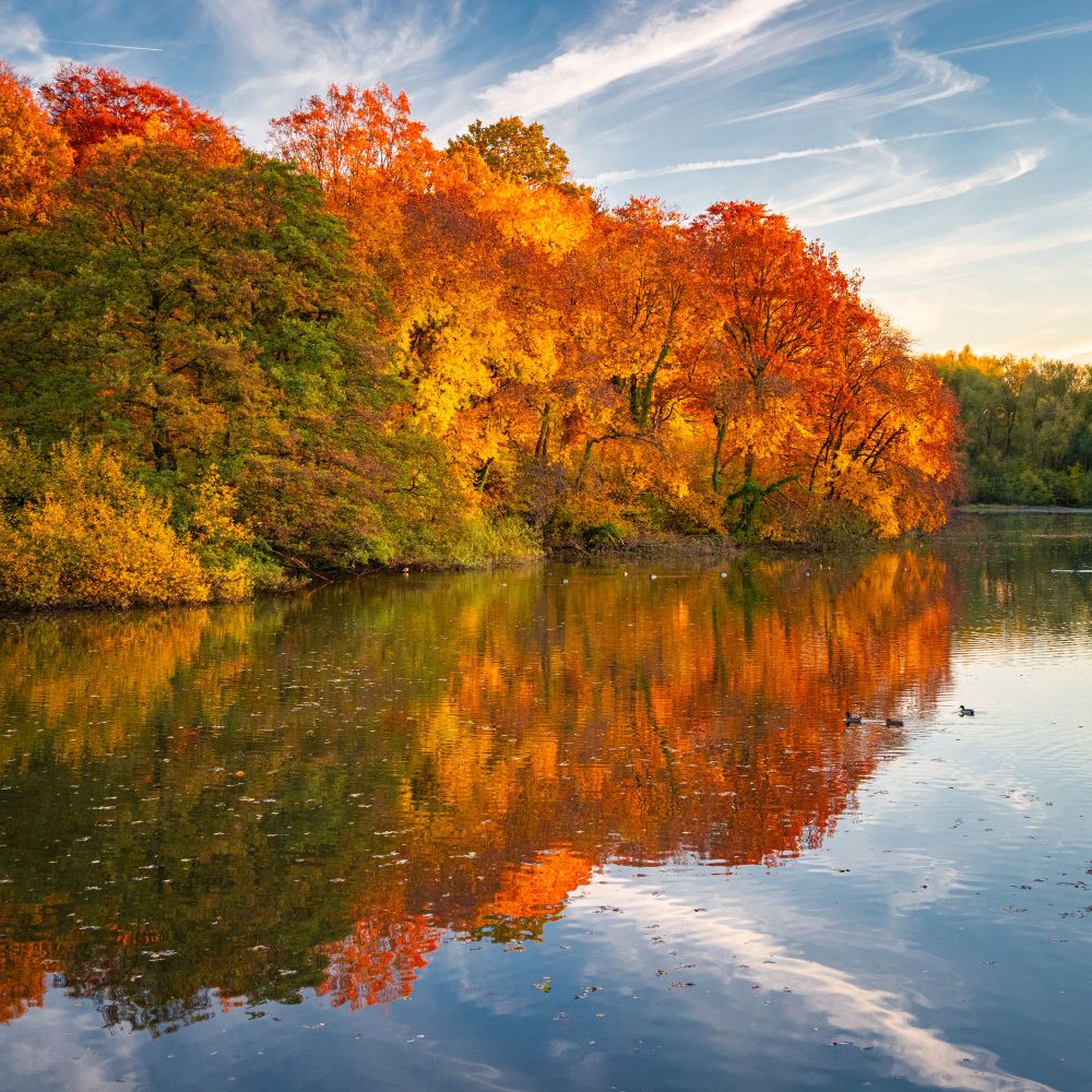 The picture shows an autumn landscape with a lake and trees whose leaves have changed color.