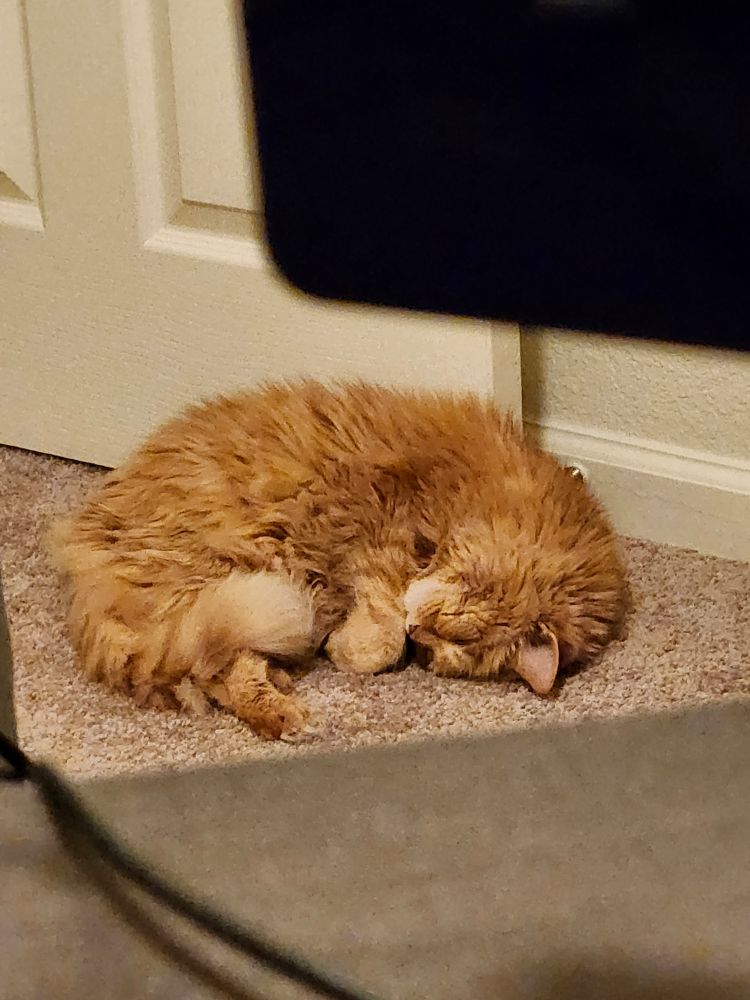 Zoomed in picture of Ama the orange cat curled up like a croissant on the carpet, head tilted up some, in front of a door. The edges of the picture have a blurred/out of focus monitor, cord, and desk due to the zoom.