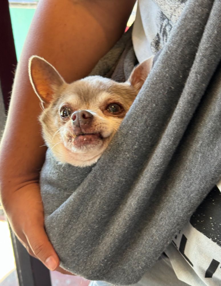 Amlek's little man (chihuahua) in a sling against his side. his face is scrungle.
