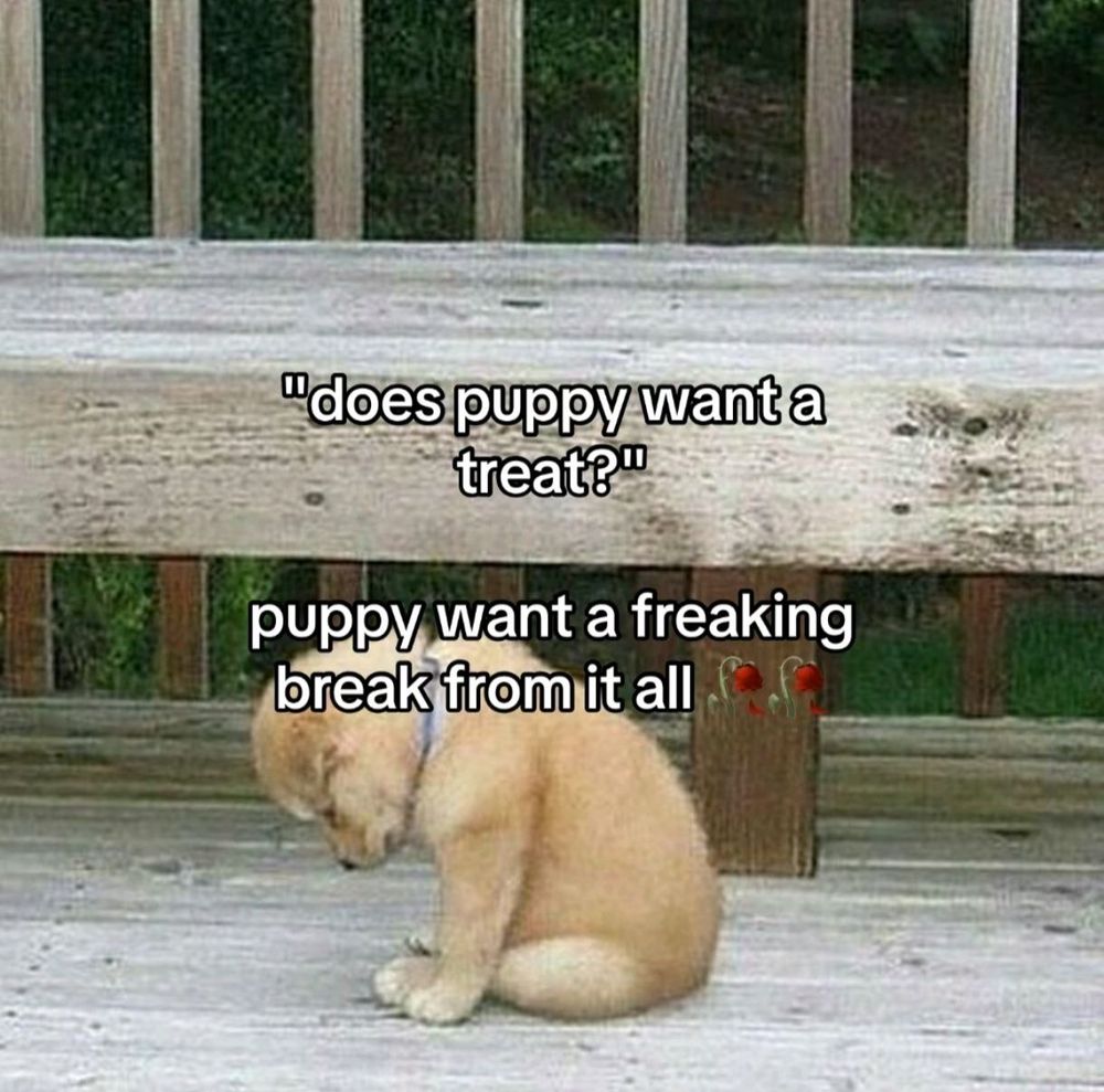 A puppy sitting by a bench looking sad, with text overlayed that reads "does puppy want a treat?" "Puppy want a freaking break from it all" 