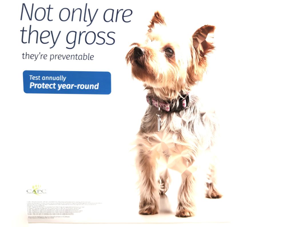 An informational poster edited to omit its original intention: 

"Not only are they gross, they're preventable

Test annually, protect year-round"

(Picture of a Yorkshire Terrier) 