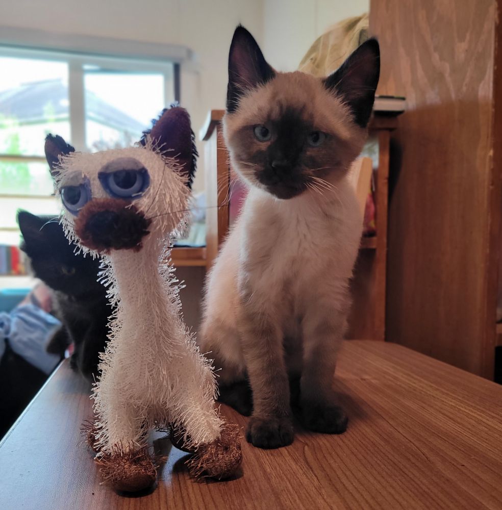 A beige kitten with brown tipped ears & paws sits on table. He stands beside beige toy cat with same colouring. Black kitty peeks from behind toy.
