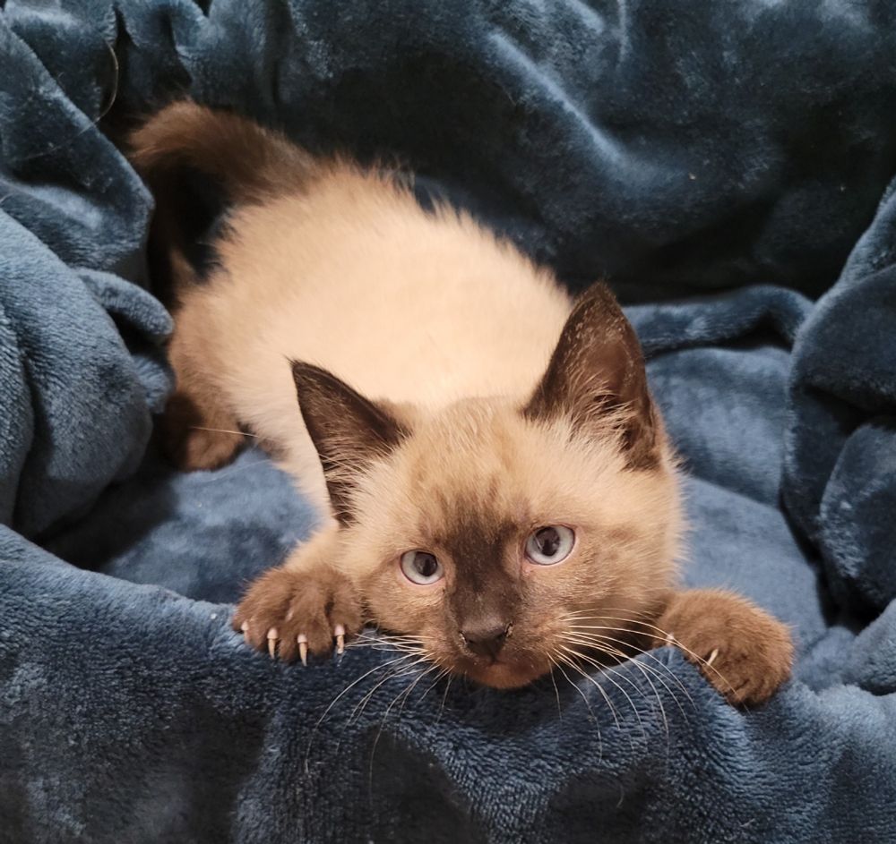 On a dark blue blanket lays a beige kitten with brown tipped nose, ears, paws & tail. His blue eyes gaze into camera. 