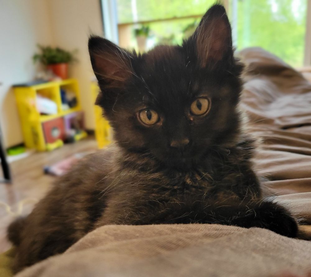 A small black kitten rests on a grey blanket. Blurred in the background is window with green bushes, yellow shelving qith plant against a wall. 