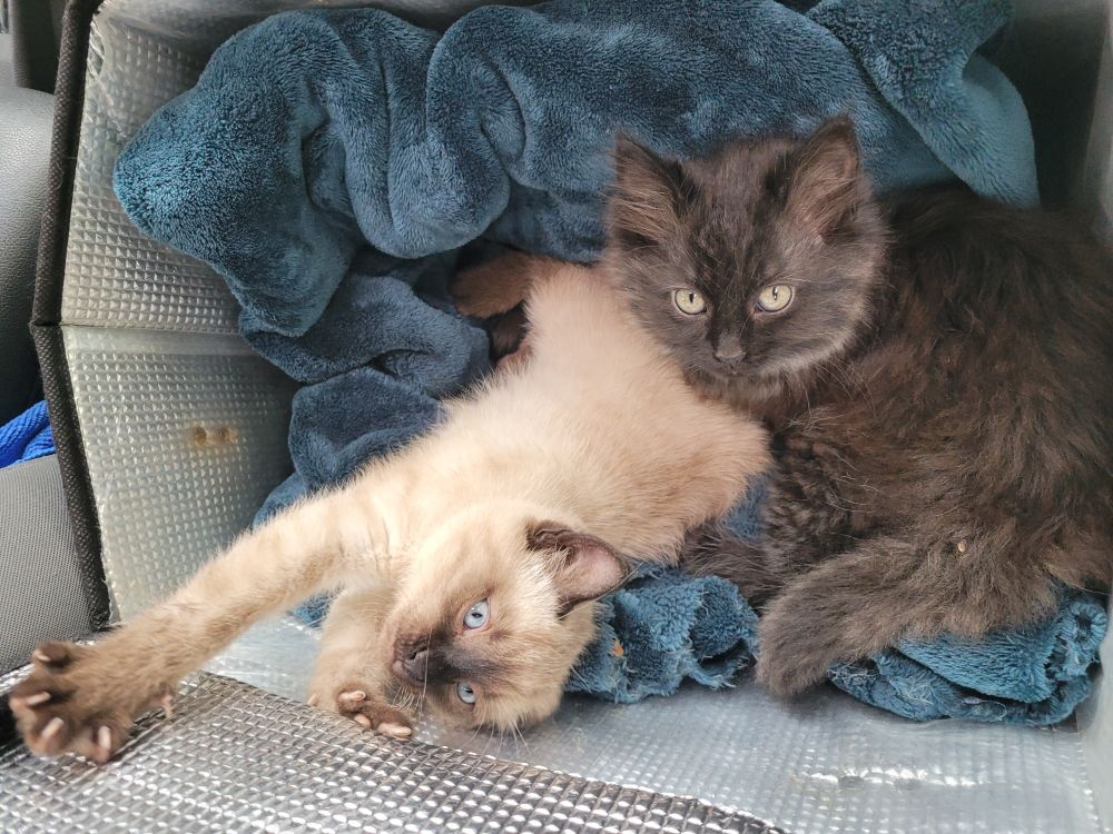 One black & one beige kitten lay together on a blue blanket in a silver lined thermal grocery box. 