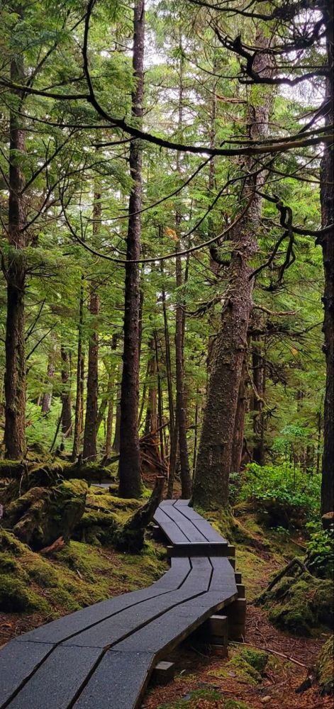 A black boardwalk winds through the forest. Moss, shrubs & trees on either side. 