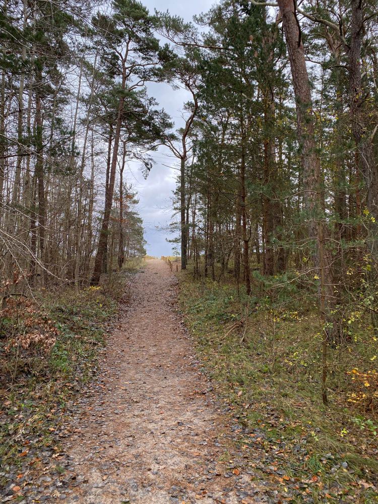 Foto eines schmalen Weges im Nadelwald. Im Hintergrund ist das Meer zu erahnen. Schwere Regenwolken lassen den Übergang zum Wasser verschwimmen