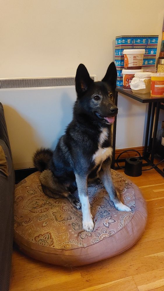 A very cute pomski with his tongue hanging out. He is sitting up on his bed in the corner of the room