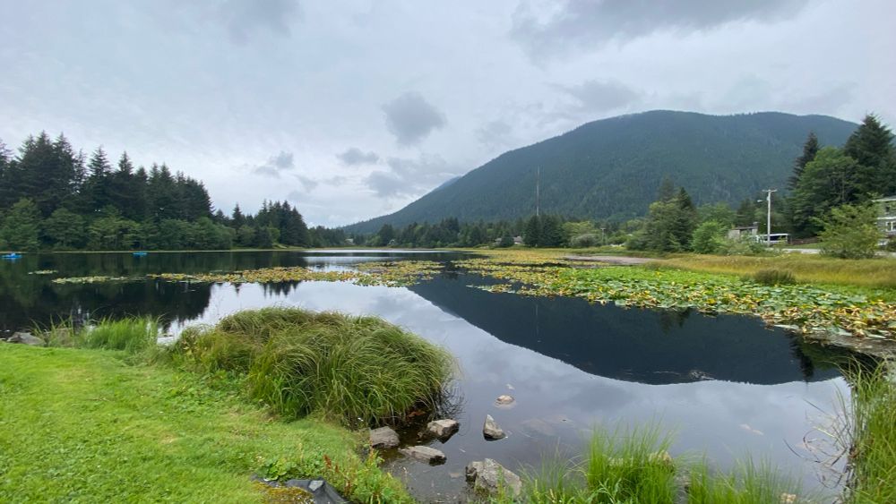 One peaceful green morning on Swan Lake with clear water reflecting the mountains and trees crisply. Lilies and grasses grow in the water, creating sinuous paths of reflected sky between them. 