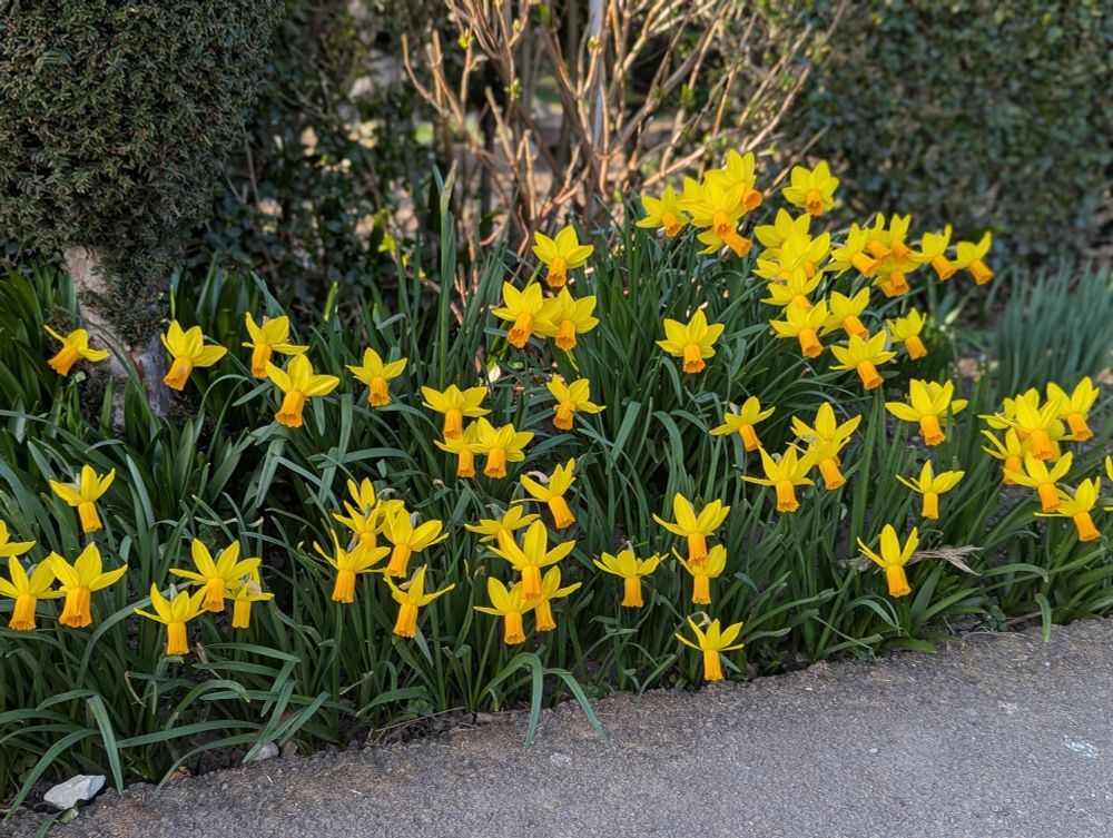 Daffodils by the side of a path
