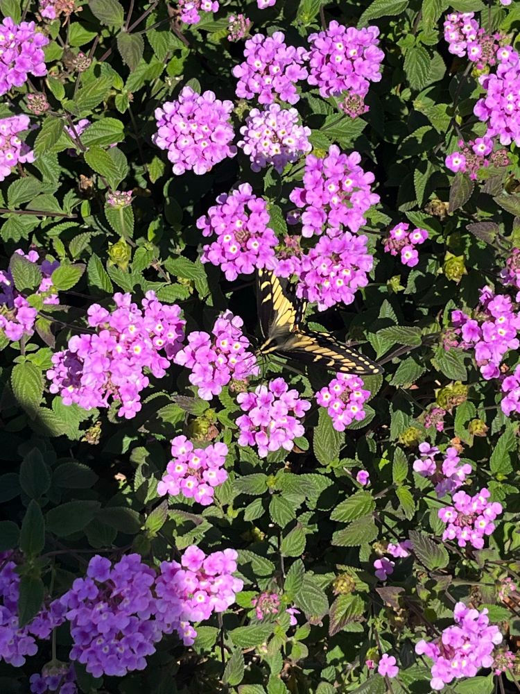 Yellow and black butterfly on lavender flowers 