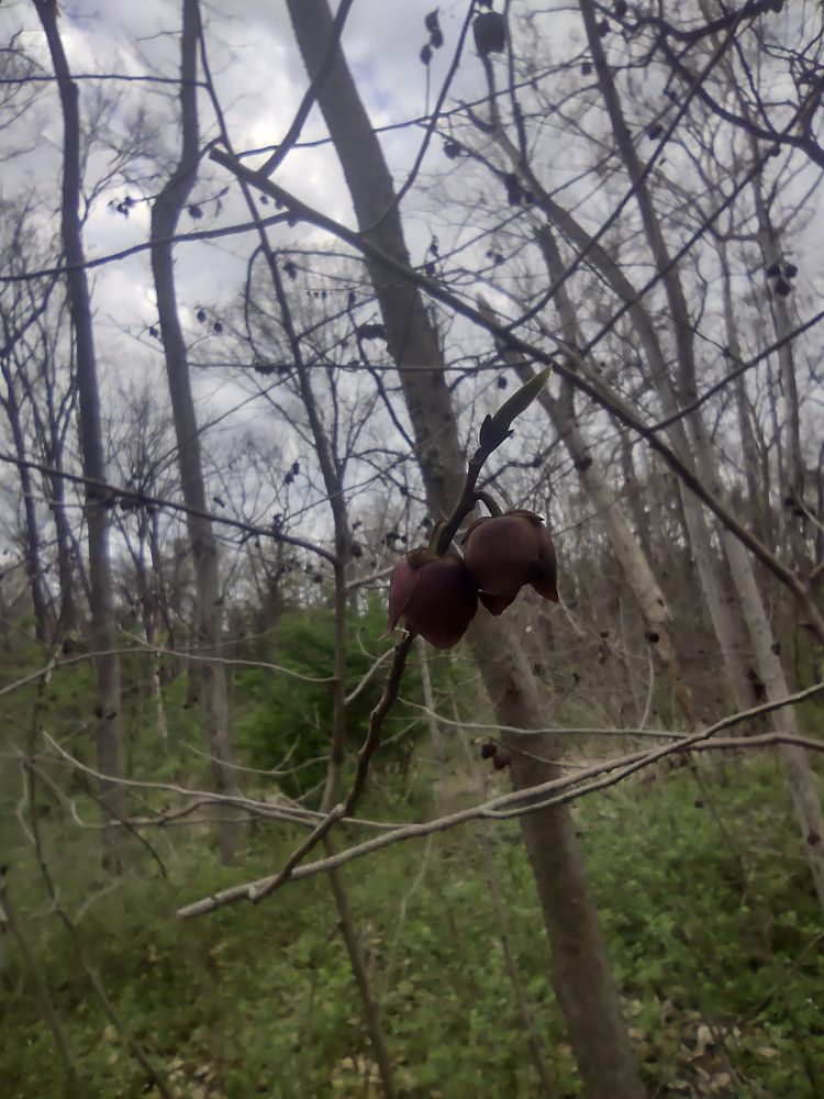 Close up of down facing dark red flowers on a tree branch with woods in background.