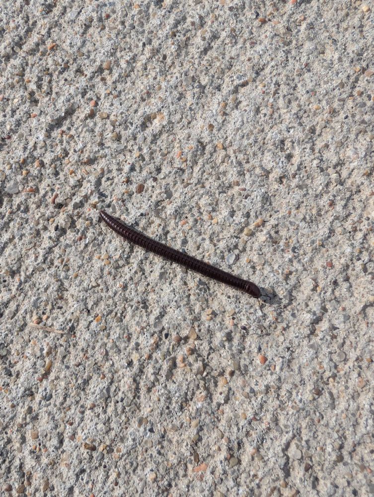 Small brown millipede on a concrete sidewalk.