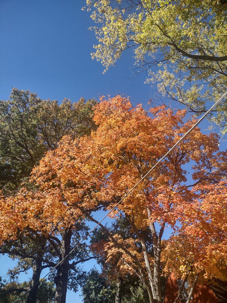 Tree with orange leaves 