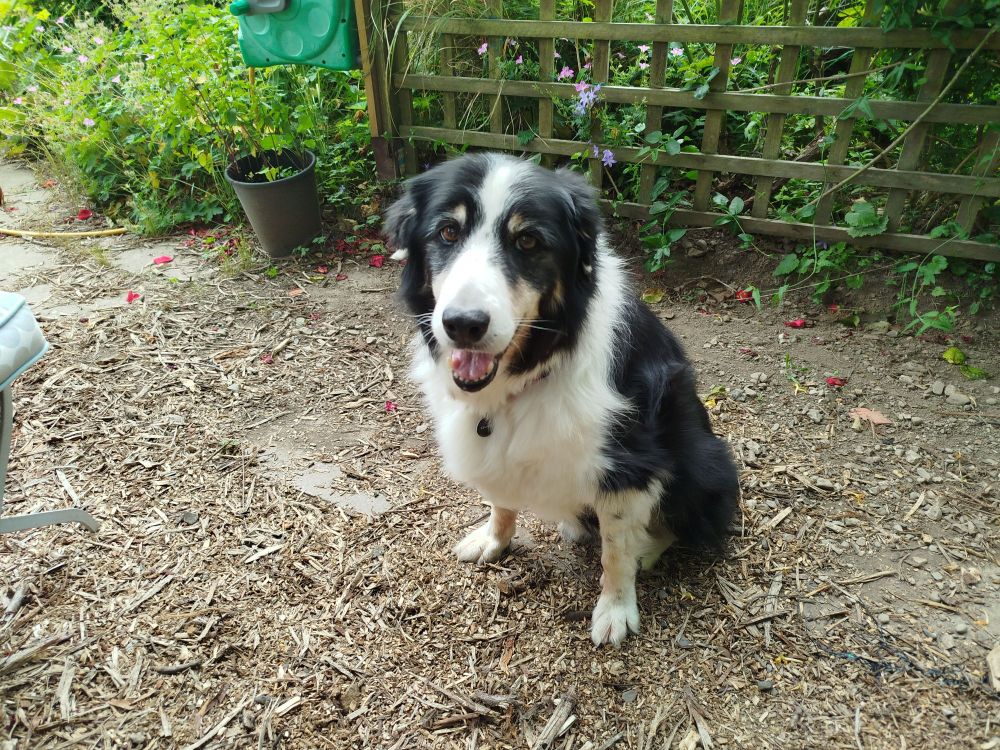 A brown, black and white sheepdog in front of some trellis on the garden.