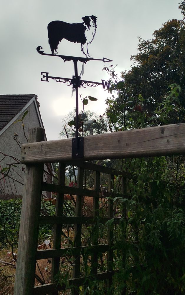 A metal weathervane with a border collie design on the top, attached to a trellis with some trees and the side of a house in the background.