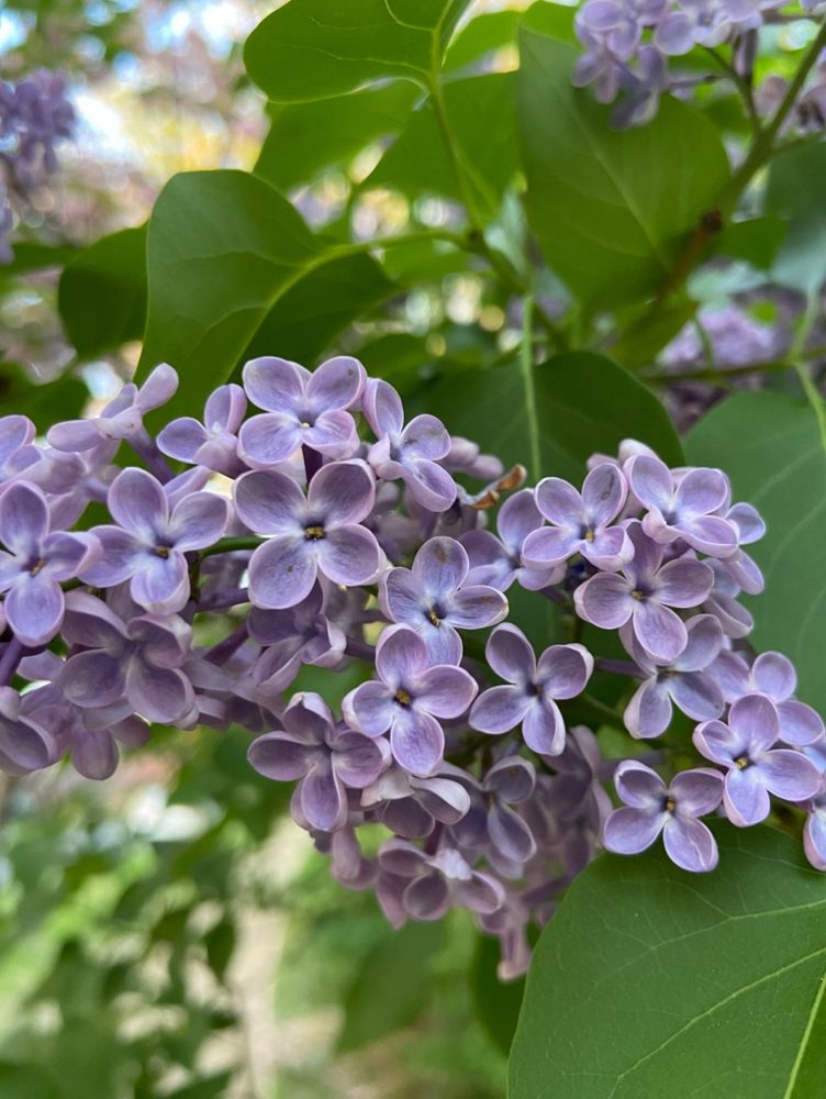 A close up lilacs 