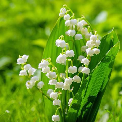 Lily of the Valley 