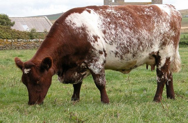 Ayrshire cow