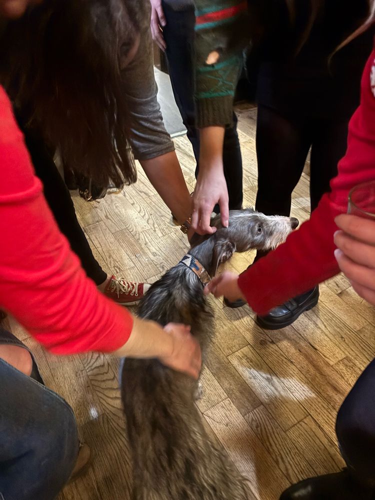 Around 4 hands patting a dog
