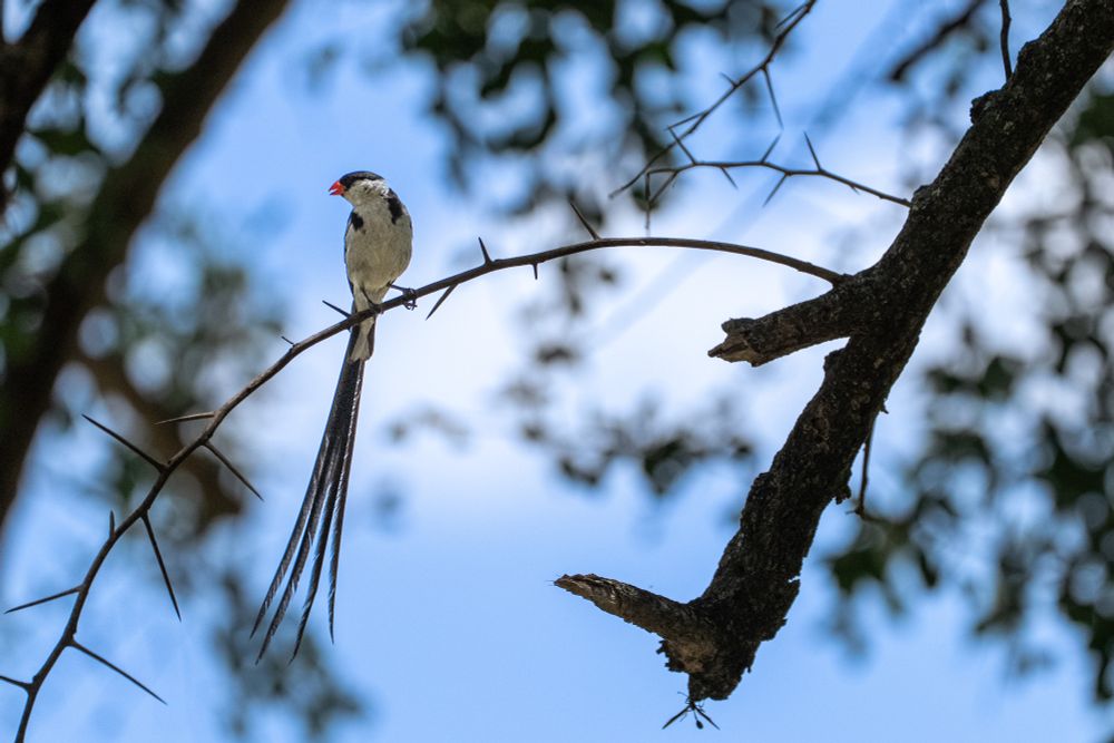 A Pin-tailed Whydah resting in a tree in Karamoja, Uganda