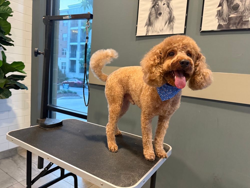 A 4 year old miniature poodle with a fresh haircut, standing on a grooming table wearing a bandana around his neck