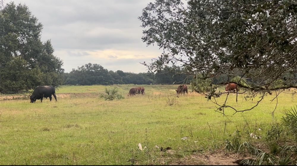 field of five cows grazing on grass