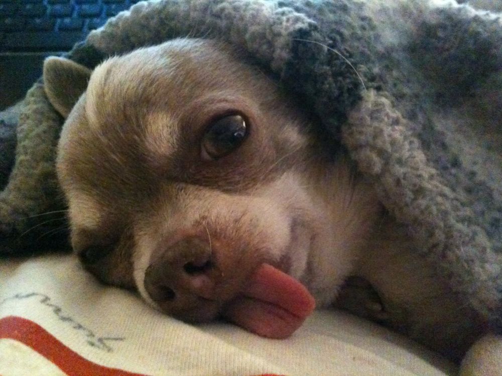 Milo during nap time 