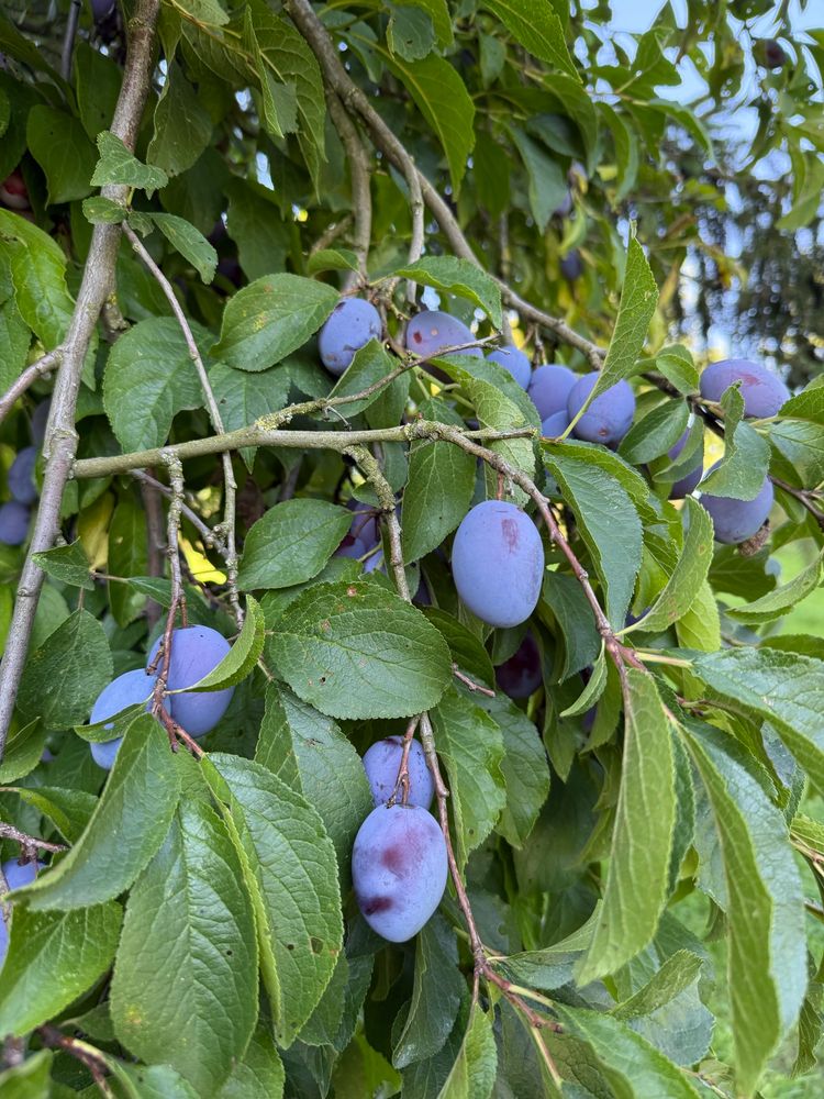 Ein Ast voller blauer Pflaumen, oben sieht man etwas blauen Himmel. 