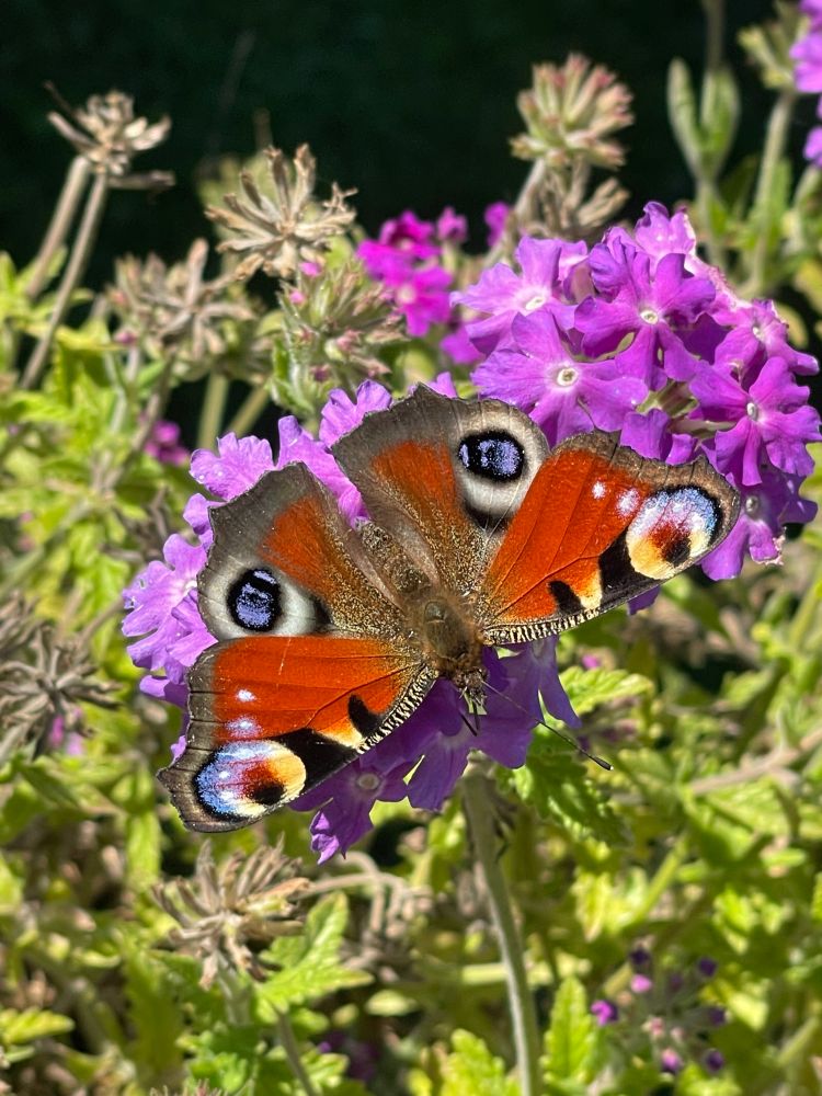 Tagpfauenauge (Bunter Schmetterling, rötlich, mit vier bunten (blau, gelb, weiß, lila) Kreisen auf den Flügeln) auf einer lilafarbenen Verbenen Blüte. 