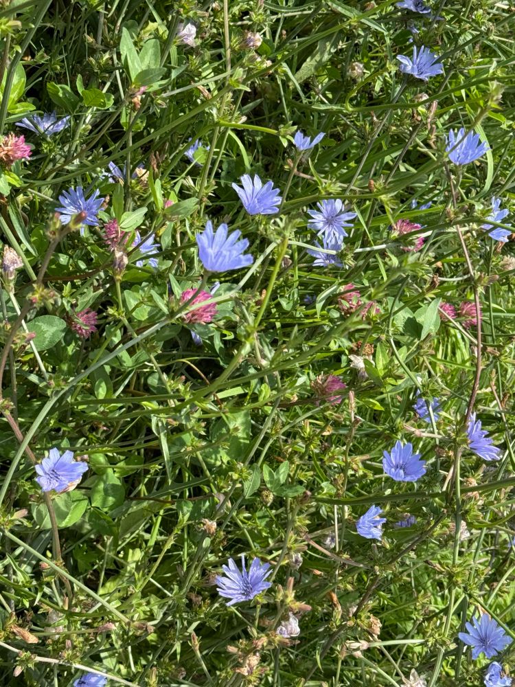 Wegwarte, blaue Blümchen am Wegesrand in der Wiese, dazwischen kleine rosa Blümchen. 
