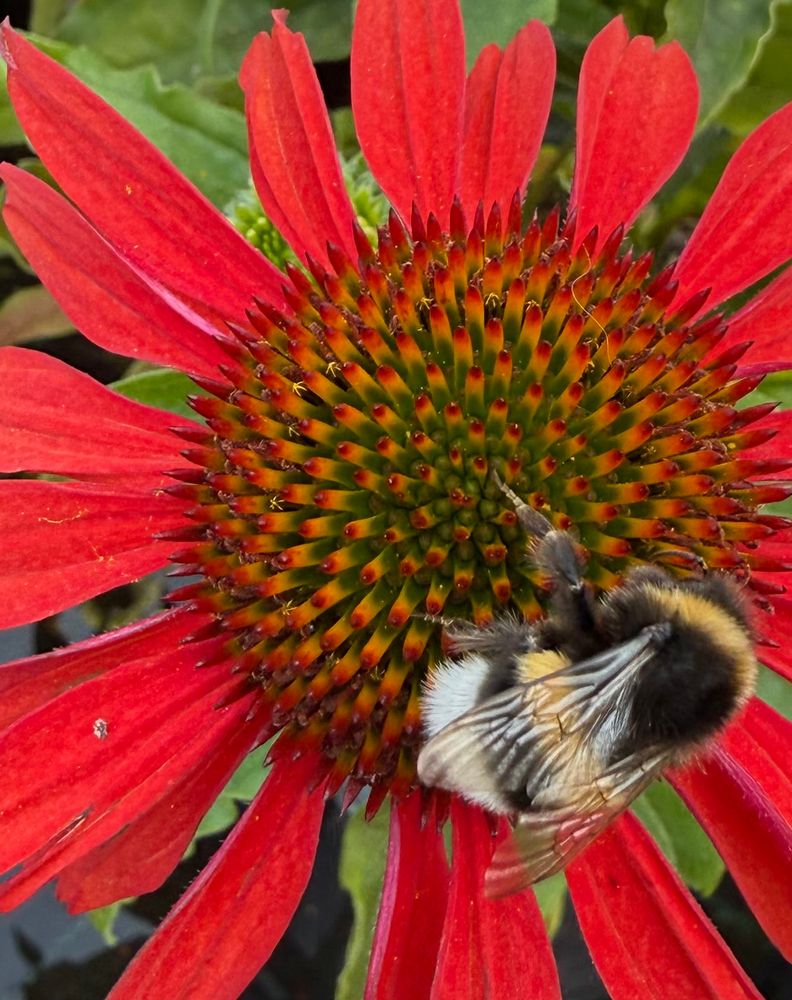 Eine rote Blüte, eine Hummel sitzt auf den gelblich-roten kleinen spitzen (gezackten) Teilen des Stempels. 