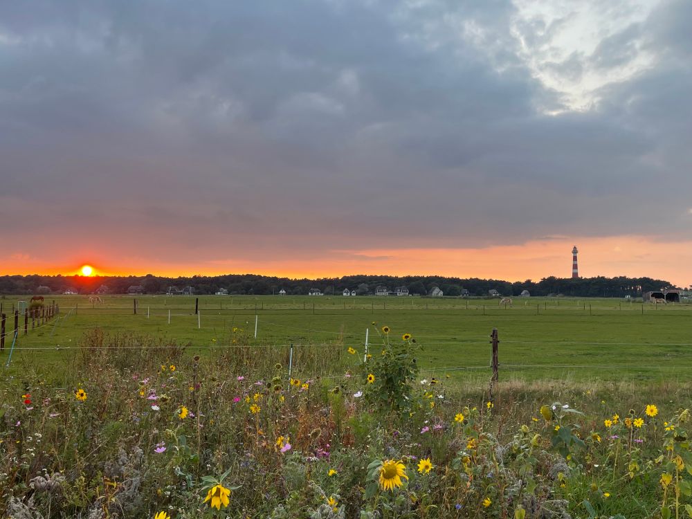 Eine Wildblumenwiese vorne im Bild, dahinter eine Wiese mit Zaunpfählen, links hinten die rote untergehende Sonne, rechts hinten ein Leuchtturm. Der Himmel ist voller Wolken, unten von der Sonne rot angeleuchtet. 