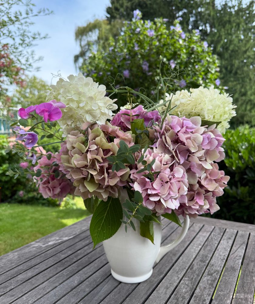 Ein üppiger Strauss rosafarbener Hortensien, einige Zweige Eukapyptus und Wicken dazwischen und zwei große weiße Hortensienblüten, in einer weißen bauchigen Vase mit Henkel, auf einem grauen Holztisch, im Hintergrund grüne Wiese, Büsche, ein Hibiskusbusch mit blauen Blüten, rechts hohe Bäume und links oben hellblauer Himmel. 