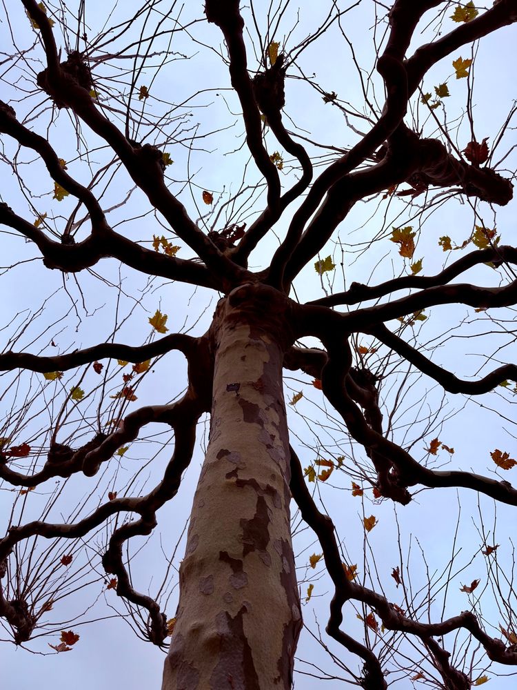 Ein Baum mit vielen verästelten Ästen und wenigen gelben Blättern, Ansicht von unten, vor grauem Himmel. 