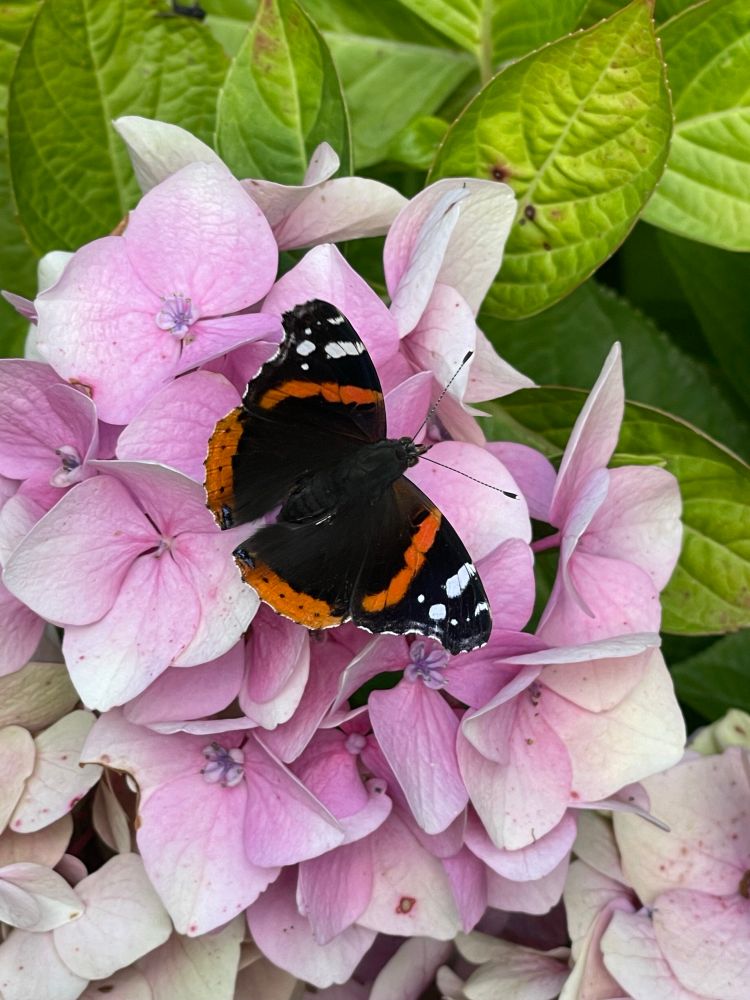 Ein Admiral Schmetterling (Schwarz-orangerot-weiss) sitzt auf eine rosafarbenen Hortensienblüte. Oben sieht man gründe Blätter der Hortensie. 