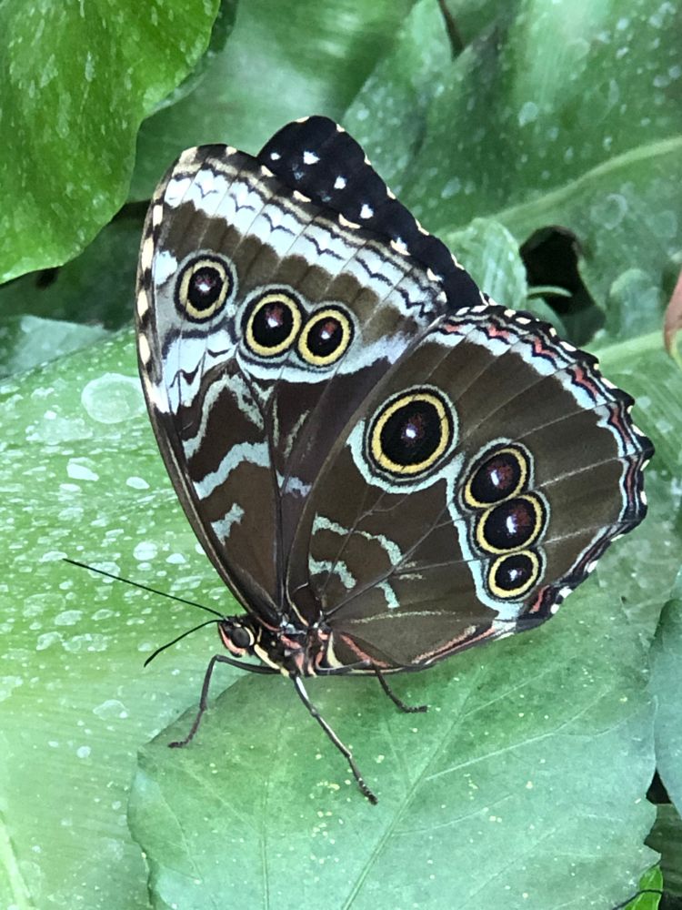 Ein dunkler Schmetterling mit geschlossenen Flügeln, mit hellblauen Linien und schwarzen Kreisen, gelb umrandet und einem weißen Punkt in der Mitte, sitzt auf einem grünen Blatt. 